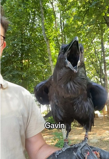 Gavin the Raven Joins Hawk Conservancy Trust Team