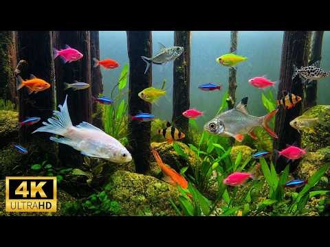 Relaxing Aquarium Fish Tank For Cats | No Music 8 Hours 4K | Very Calming and Relaxing