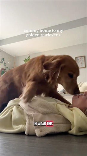 coming home to my golden retriever🥵 #goldenretreiver #dog #india #puppy #happypuppy #foreverpuppy