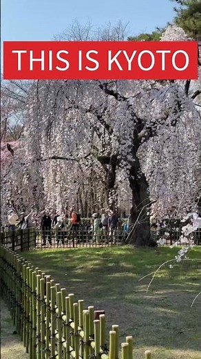 Kyoto Gyoen Park 🇯🇵 Japan’s Quiet Cherry Blossom Escape