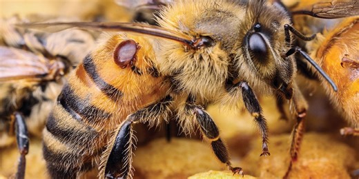 UNL professor helps develop drug to combat honeybee parasite