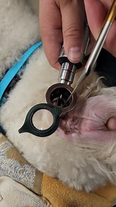 25 reactions | Check out this video of Dr. Violini removing a cheatgrass from this dog's ear! If you missed our post on "Sticky Grasses" yesterday click the link here! https://www.facebook.com/amcofwy/posts/pfbid0jNdvv4rAfi88VAzPh8XXULQpB9vBNpzyP6EcHhLbKdypc1c9Qu9YKYhoChQSZSMWl #stickygrassseason #amcofwy #campbellcountywy | Animal Medical Center Of Wyoming | Facebook
