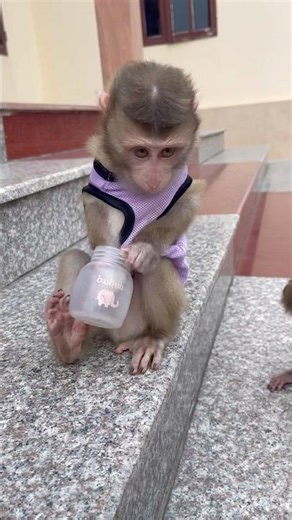 Little monkey Bubu and the challenge of getting the fruit out of the jar.🥴🫢