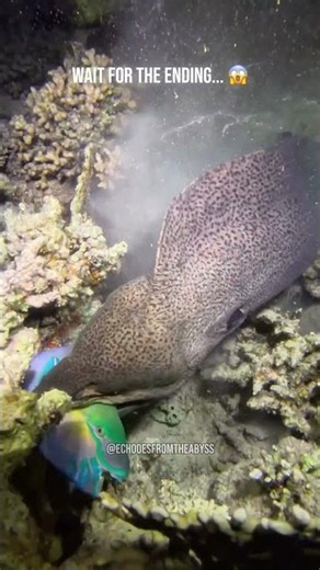 watch a moray eel attack a parrotfish