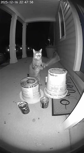 funny cat drummer #funnycat