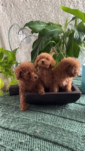 Micro Goldendoodle Females | Willoughby Farm Toy and Mini Doodles