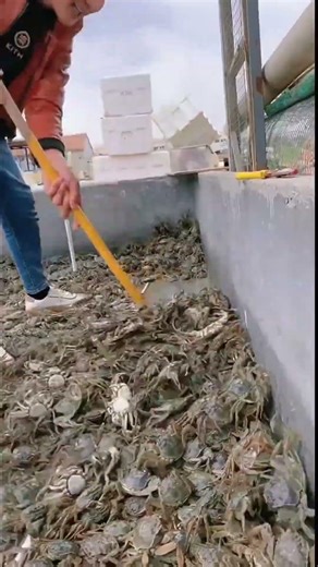 Seafood Farming | Crab Cultivation Techniques