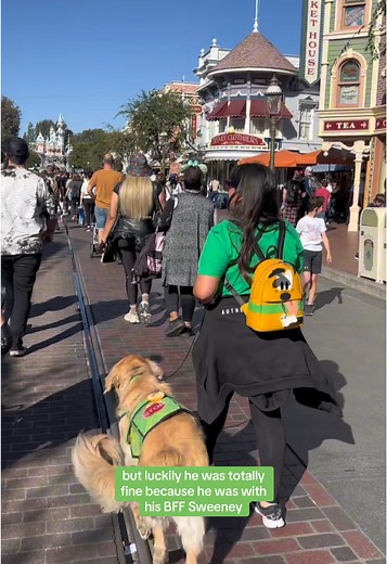 Disney with Pluto was such a dream come true! My ultimate goal is to be able to take him with me & have him task on me when I need it. I’m going to take that super slow to ensure he’s solid. Never realized how much of a toll an outing like this would cause to me physically & mentally. I’m looking forward to this being a normal outing & having him being more solid at Disney. For now I’m just so happy we were able to achieve my goal of getting there to begin with😆🦮🐾 #servicedog #servicedogintra