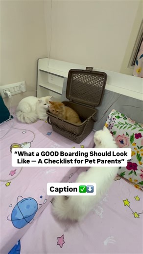 The Pet Comfort Inn | Before you choose ANY boarding for your pet, check these 8 essential things. A safe environment can change your pet’s entire experience.... | Instagram