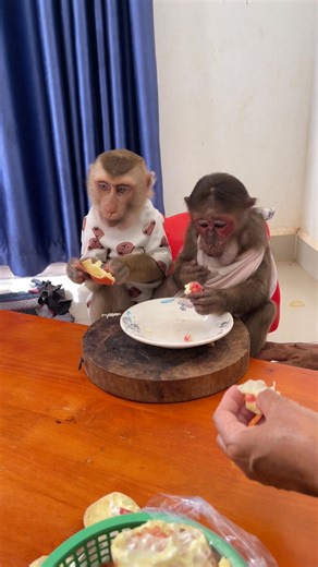 Snack buddies forever #HappyMonkey #FoodieVibes | Bryance & Icy Show
