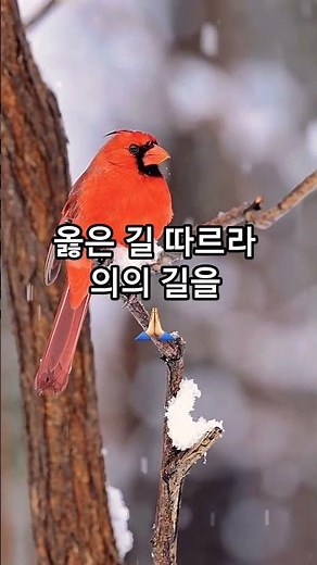 세계 만민이 의의 길 #찬송가 #찬송 #찬양 #복음송 #옳은길따르라의의길을 #온세계 #전하세 #어둔밤 #예수 #승리 #길 #진리 #참생명