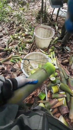 Best sweet spot for harvesting bamboo shoots 🎋 #bamboo1 #farming #bambooacademy #shortsfeed