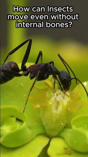 Do you know how Insects move efficiently even without internal bones? #insects #bugs #facts