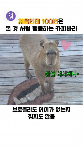 카피바라에게 소파를 뺏기고 어쩔줄 몰라하는 보더콜리~ #Shorts