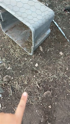 Rethinking my whole rabbit enclosure now 🤣 which one do y’all think would be better ? ##rabbits ##rabbithouse ##rabbit