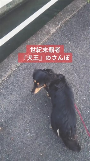 世紀末覇者❗犬王の散歩 #ちゃんくろ #ミニチュアダックス
