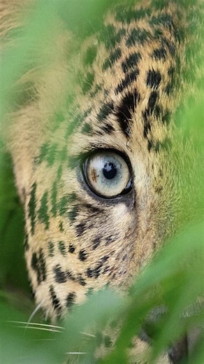 The rush hits the second you see spots in your crosshairs—nothing compares to a leopard on safari! ▶️View the full episode now on YouTube @safariclassicstv https://youtu.be/oztYGMbWqaQ?si=kgKrGqRr1yx5m4le | Safari Classics TV