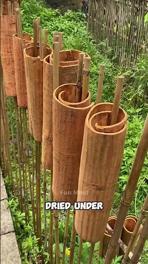 How Cinnamon Is Harvested and Processed Into Sticks – From Tree to Global Spice