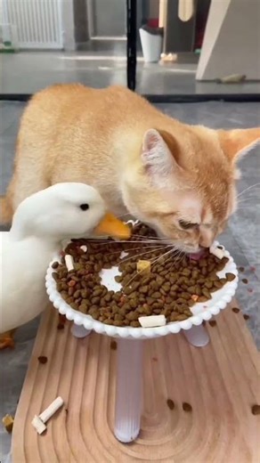 CAT vs DUCK Eating Contest — Who Wins?! 😂🦆🐱