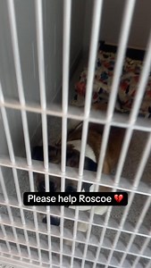 Roscoe is struggling. 🥺 After 104 days, this 3-year-old #SaintBernard mix is starting to lose hope. 💔 He’s been in a shelter since May and each day he grows more somber, more restless, and more in need of a real home. 😥 This giant 120 lb goofball is a lovable, energetic MOOSE who just wants to play and be loved. 😢 He’s happiest on walks, romping around outside, soaking up belly rubs, or devouring a pup cup. 🎾 And he’s obsessed with tennis balls! Here’s the thing. We know Roscoe is a lot of 