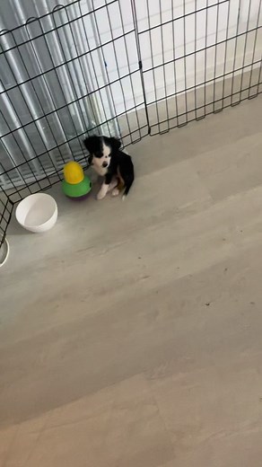 Oh chloe bear #pawrudd