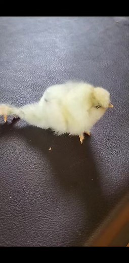 4.9K views · 11 reactions | My new baby chick had an accident when he was young where his leg got stuck in a small gap, and since then he hasn't been able to use it well. Since it is still young(one week old), I would like to provide rehabilitation therapy. I hope your good advice. What should I do? (Thanks in advance) | Backyard Chickens Club | Facebook