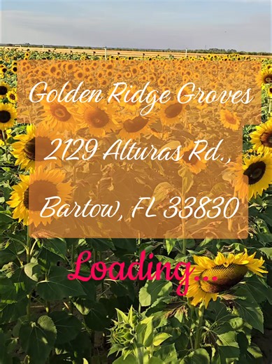 🌻🌸 The countdown to flower season has begun! 🌞 Right now they’re just tiny seeds in the dirt… But give them a little Florida sunshine and a sprinkle of time, and soon they’ll be towering sunflowers and bright zinnias dancing in the breeze. 🌻🌸 Keep an eye out for u-pick announcements!! 🤗 #bartow #centralflorida #sunflowers #wildflowers #comingsoon