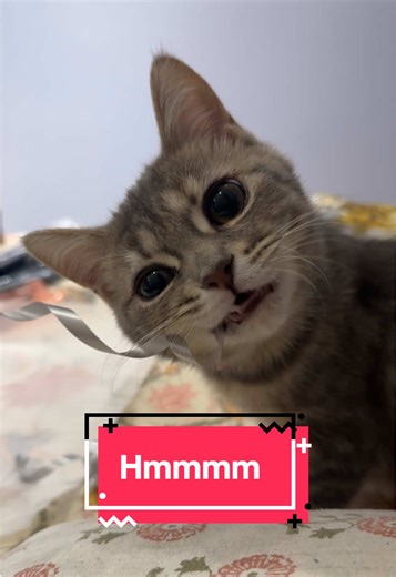 Eevee's Ribbon Conundrum: A Cute Dilemma