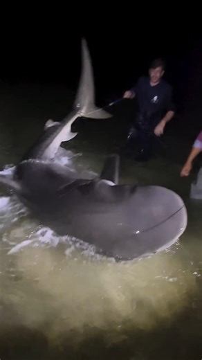 300KG SHARK BEACH FISHING #foryou #fishing #fish #shortvideo #viral #seafood #shark #coolvideo