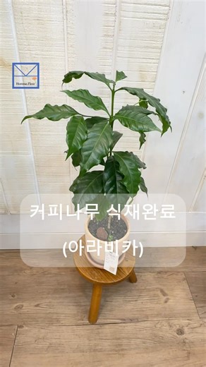 아라비카 커피나무 분갈이 식재작업 | 커피나무 관리 | 옴므플레르