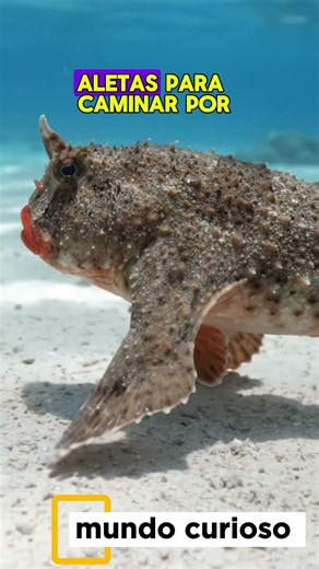 El pez que camina con labios rojos! 🐟💄 (Increíble pero real)