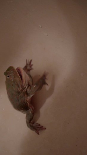 Screaming Frog #frog