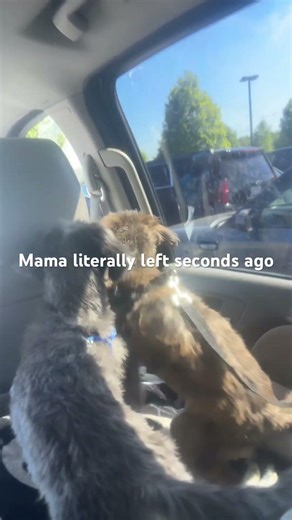 They have such a hard knock life