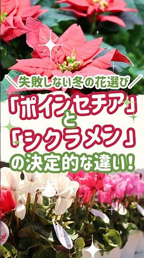 【枯れる原因はココ】ポインセチアとシクラメンの『致命的な違い』を知る🎄🌸 #ポインセチア #シクラメン #冬の花