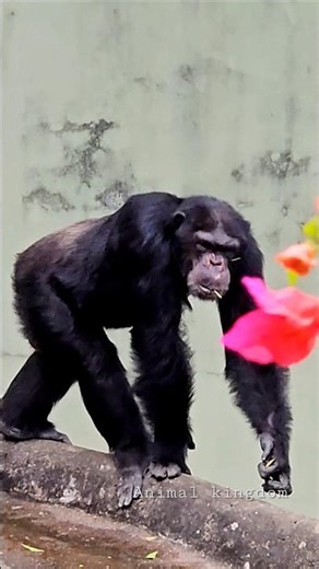 Chimpanzee in Action 😱 | Nature’s Intelligent Giant #wildlife #animals #nature #shorts