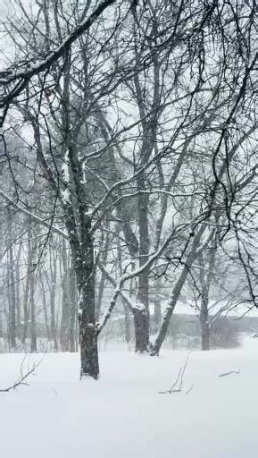 Snow falls. Trees stand. Professional care, in every season. KD Tree Service #KDTreeService #ProfessionalTreeCare #TreeCareExperts #SeasonalTreeCare #WinterTreeCare #TreeProfessionals #TrustedTreeService #TreeCareAllSeasons | KD Tree Service Marietta