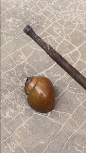 Pouring Molten Aluminum Into a Snail Shell #shorts #casting #satisfying #restoration