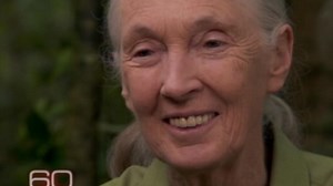 Excerpt: Jane Goodall "Apes" The Chimps