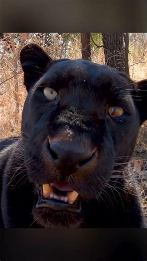 Final Goodbye to our Black Leopard friend #cat #wildlife #nature