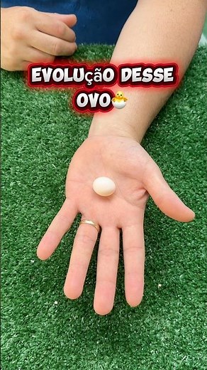 O MILAGRE da VIDA! ✨ Do OVO até ficar LINDA: Evolução de CALOPSITA! 🐣❤️#birds
