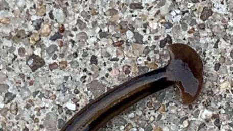 This carnivorous, nearly immortal worm is real, and it's in Louisiana. Here's what to know