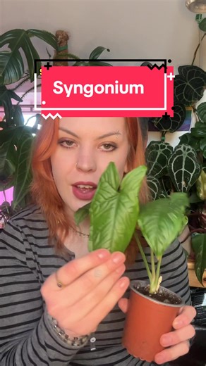 Are you a Syngonium stan? #houseplants | House Plants