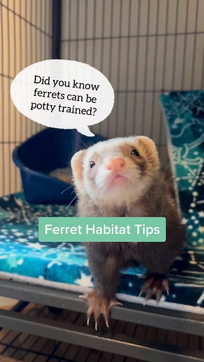Create a Cozy Ferret Habitat with These Tips