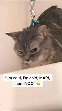 Random Cat Chaos: Funniest Cat Clips Compilation Ever