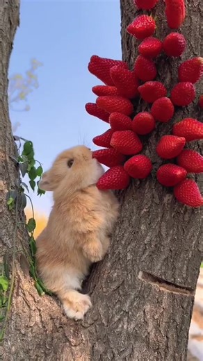 Baby Bunny Eating Strawberries in the Cutest Way! 🍓🐰