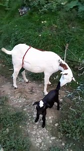 Sold out address Tangmarg | Umer Rather