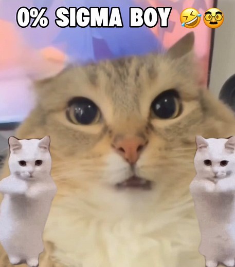 Sigma Cat Singing and Dancing Compilation