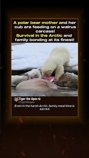 Polar Bear Mom and Cub Feeding #polarbear #wildlife