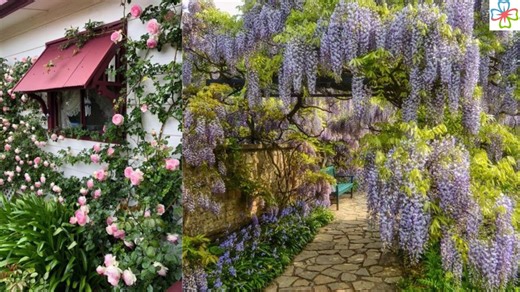 26 Flowering Vines for Shade Best Shade