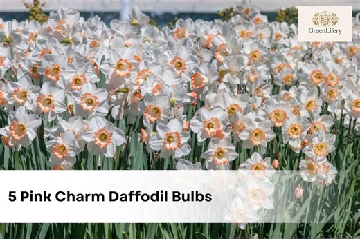 Pink Charm Daffodil Bulbs (5) | Salmon-pink & White Narcissus - Etsy